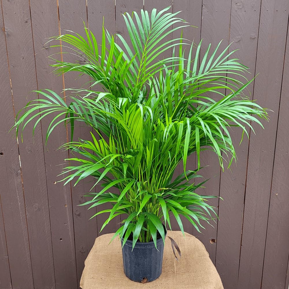 Indoor Areca Palm Plant Indoor plants for living room bonsai,Outdoor Decoration Natural Live "Chinese palm" Tree For Home Garden Tree Outdoor indoor plant (Pack of 1)