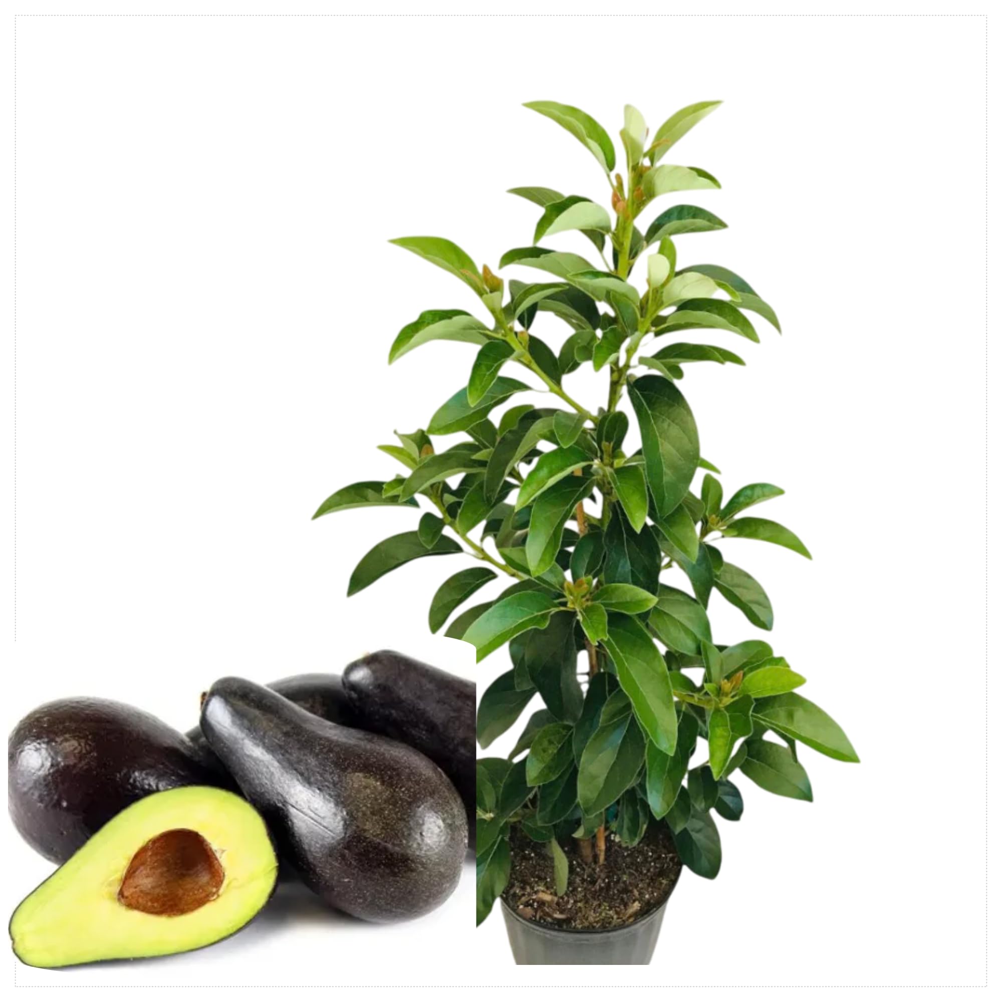 Amazon.com : Grafted Fantastic Avocado Tree Cold Hardy Avocados