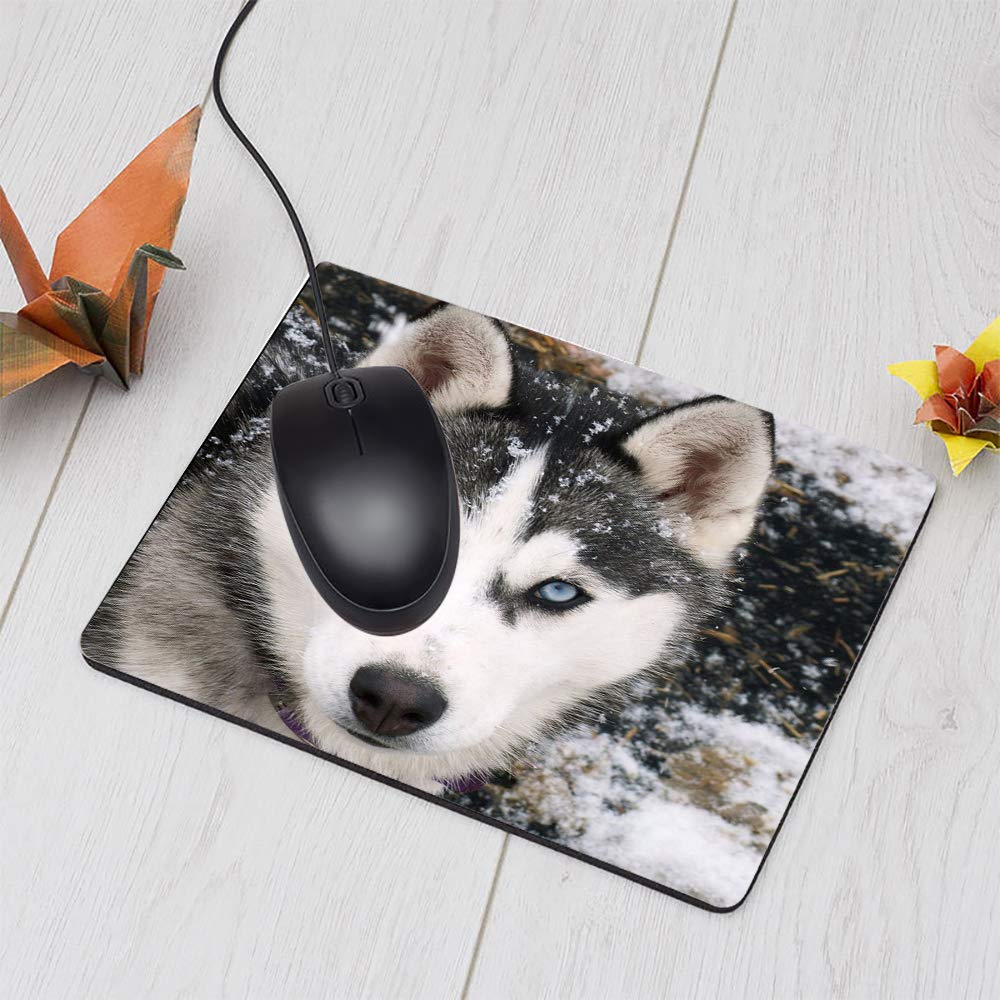 Siberian Mouse 3