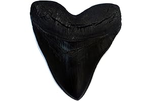 Megalodon Giant Shark Tooth Replica: Museum-Quality Fossil Cast