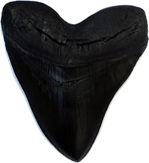 Megalodon Giant Shark Tooth Replica - Museum Quality Fossil Cast (Black)