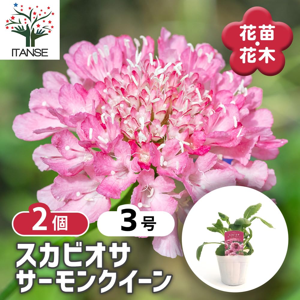 Amazon.co.jp: ITANSE スカビオサ サーモンクイーン 3号 2個
