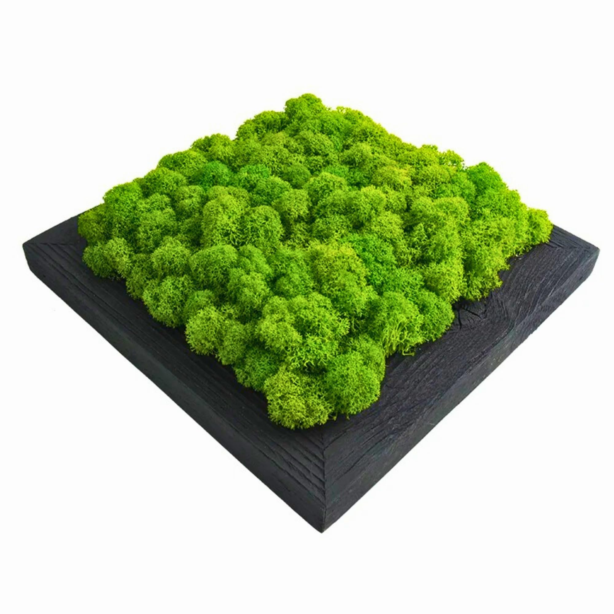Islandmoosbild Moosbild Rentiermoos Wandbild Wanddeko Mooswand Holzrahmen 25x25