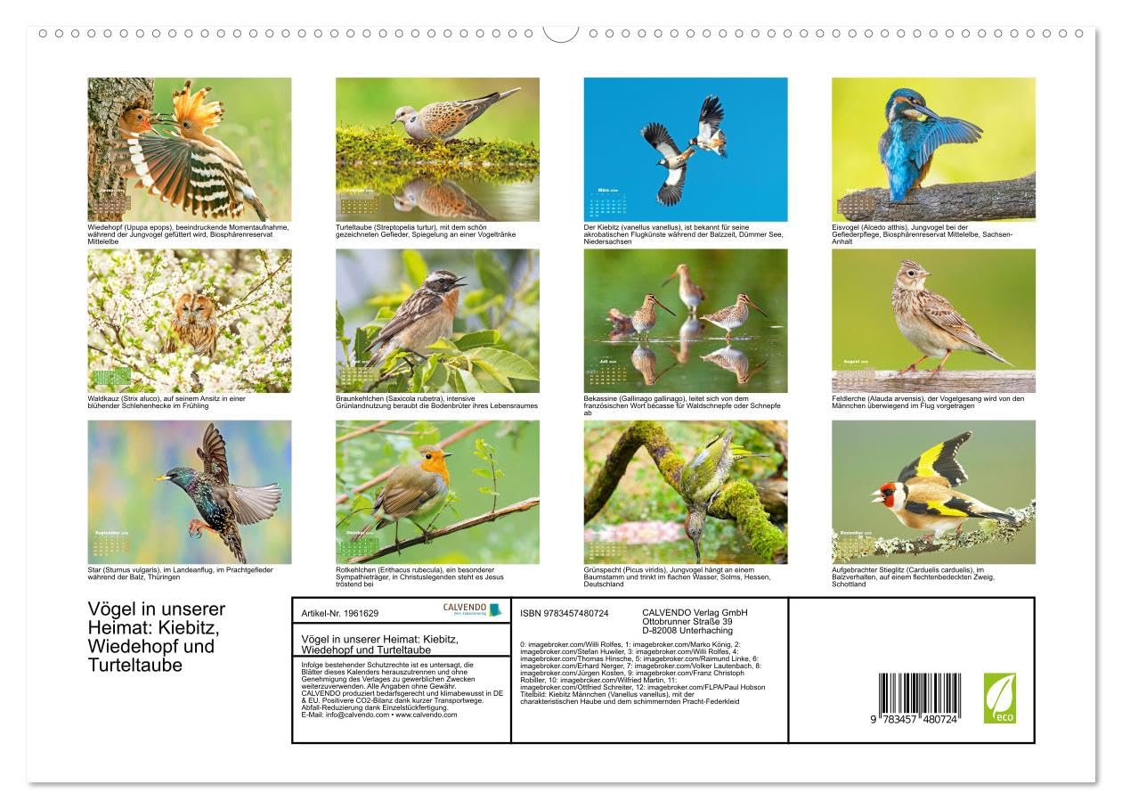 Vögel in unserer Heimat: Kiebitz, Wiedehopf und Turteltaube (hochwertiger Premium Wandkalender 2026 DIN A2 quer), Kunstdruck in Hochglanz: ... Vogelfreundes höher schlagen (CALVENDO Tiere)