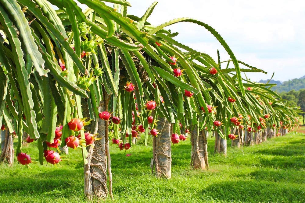 See full amazon price history chart for Dragon fruit live plant type c variety, c variety live plant for dragon fruit (pack of 2) Dragon fruit live plant type c variety, c variety live plant for dragon fruit (pack of 2) (B0CHP7STFF) Amazon Price History, Amazon Price Tracker