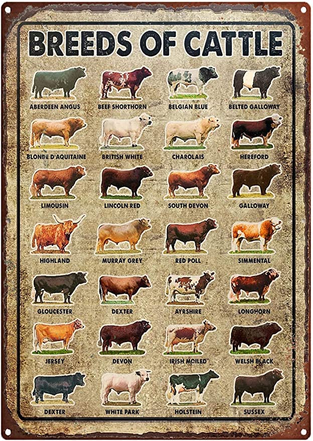 Cartello In Metallo Vintage Hay Girl Hay Cow – Decorazione Umoristica Per Fattoria E Cucina – 20x30 Cm