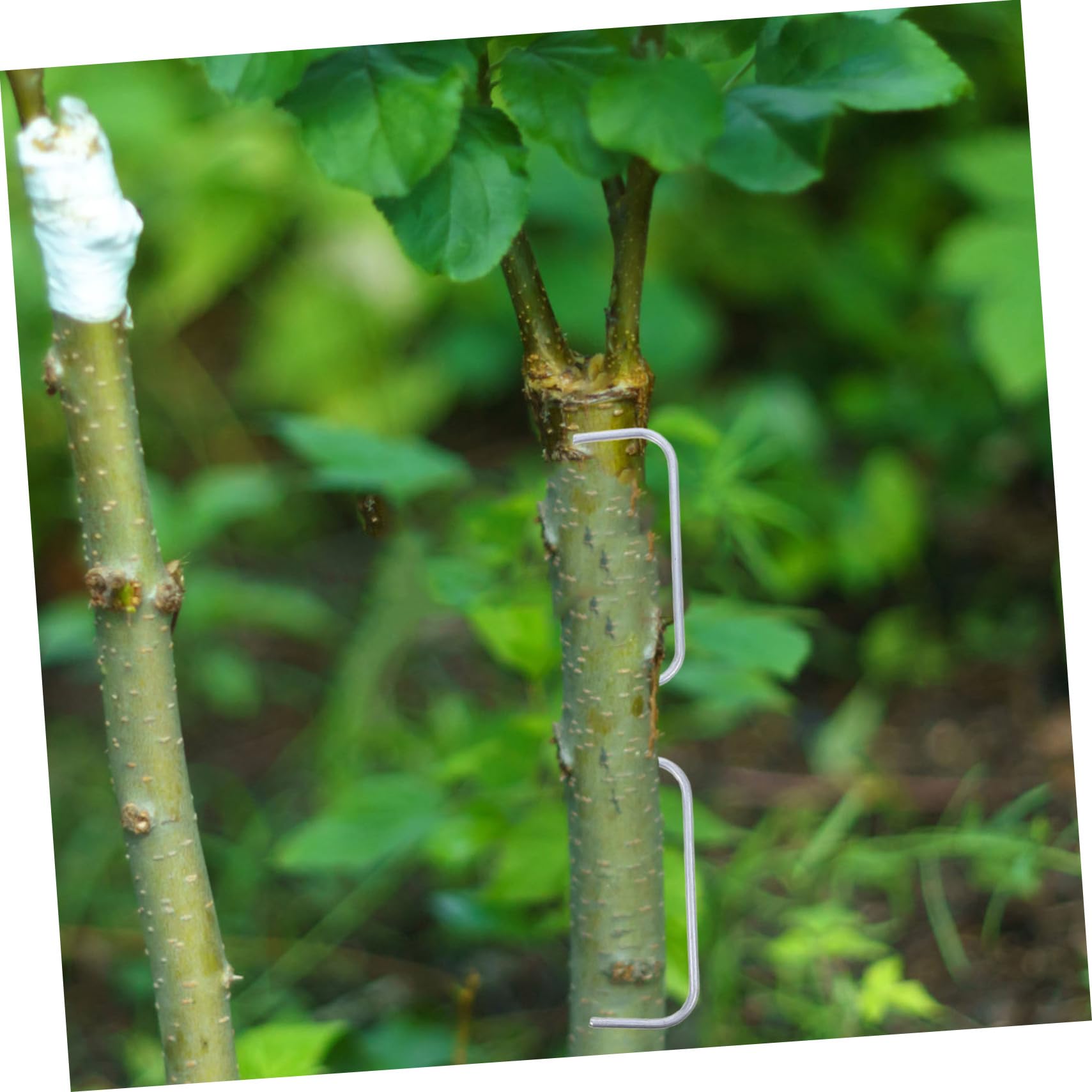 POPETPOP 21pièces Crochet De Pliage De Branches Métal Support De Branches Arbres Fruitiers Outil De Jardinage Réutilisable