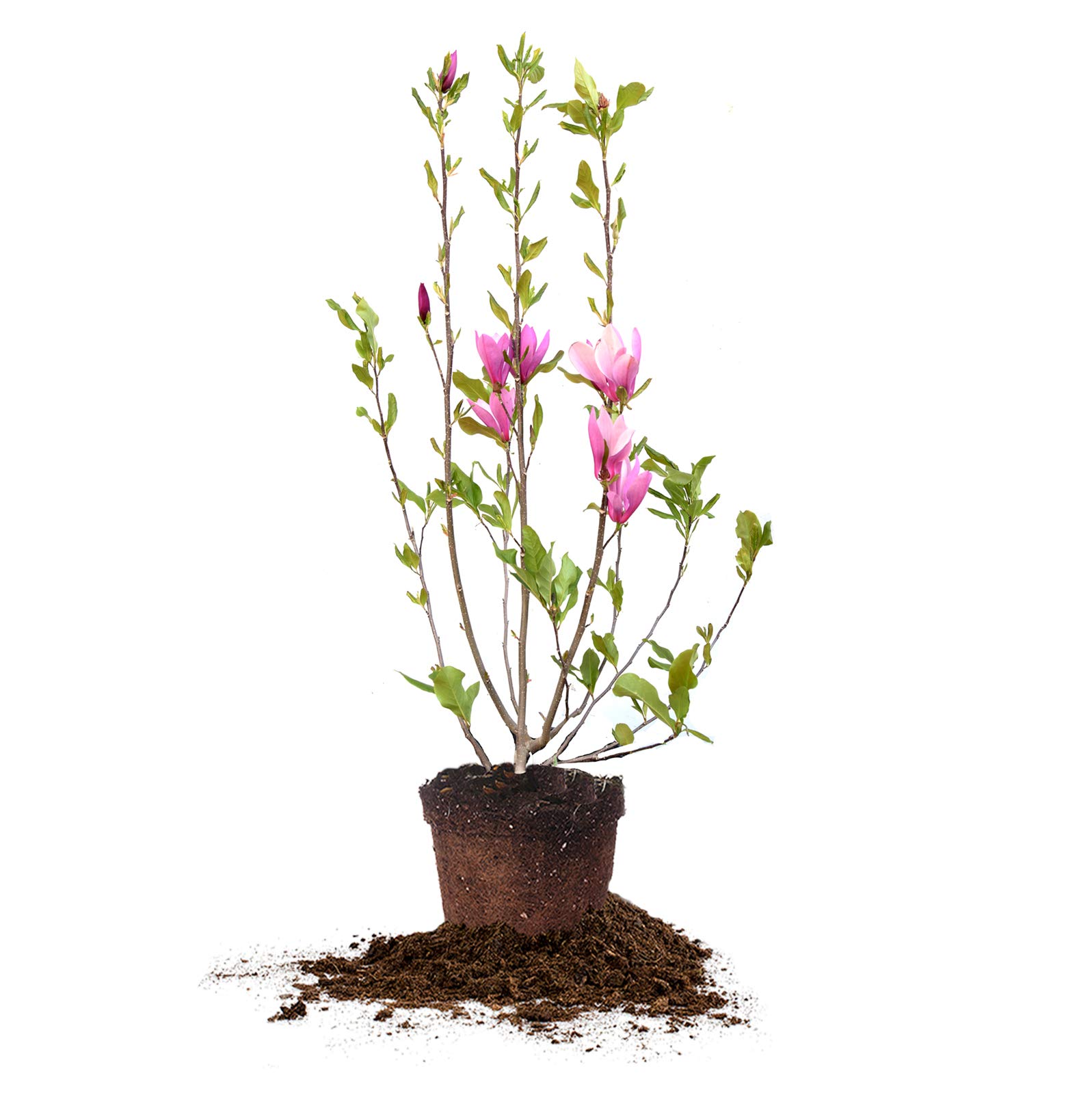 Ann Magnolia 3-Gallon