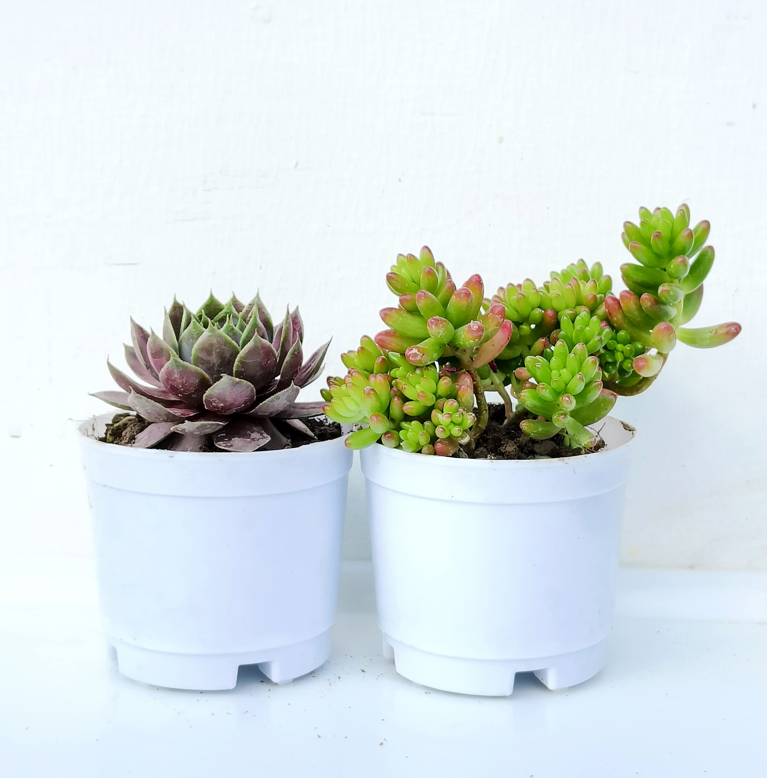 Tofoh assorted succulents set of 2 (Bare rooted), Live succulent plants, laxmi kamal, jelly bean succulent (B0C3WJ9CNG) Amazon Price History, Amazon Price Tracker