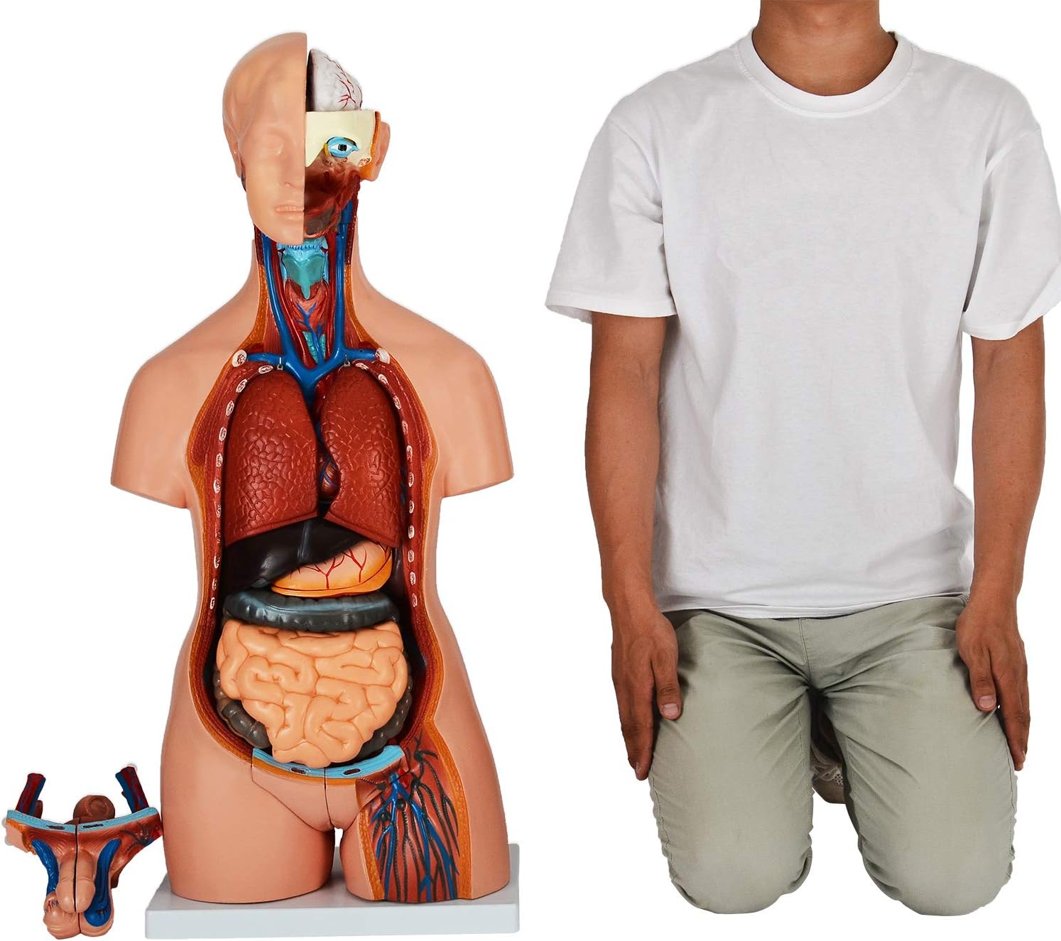 JUEKO]人体模型 [全20パーツ 85㎝ 等身大] ユニセックスモデル 人体解剖図