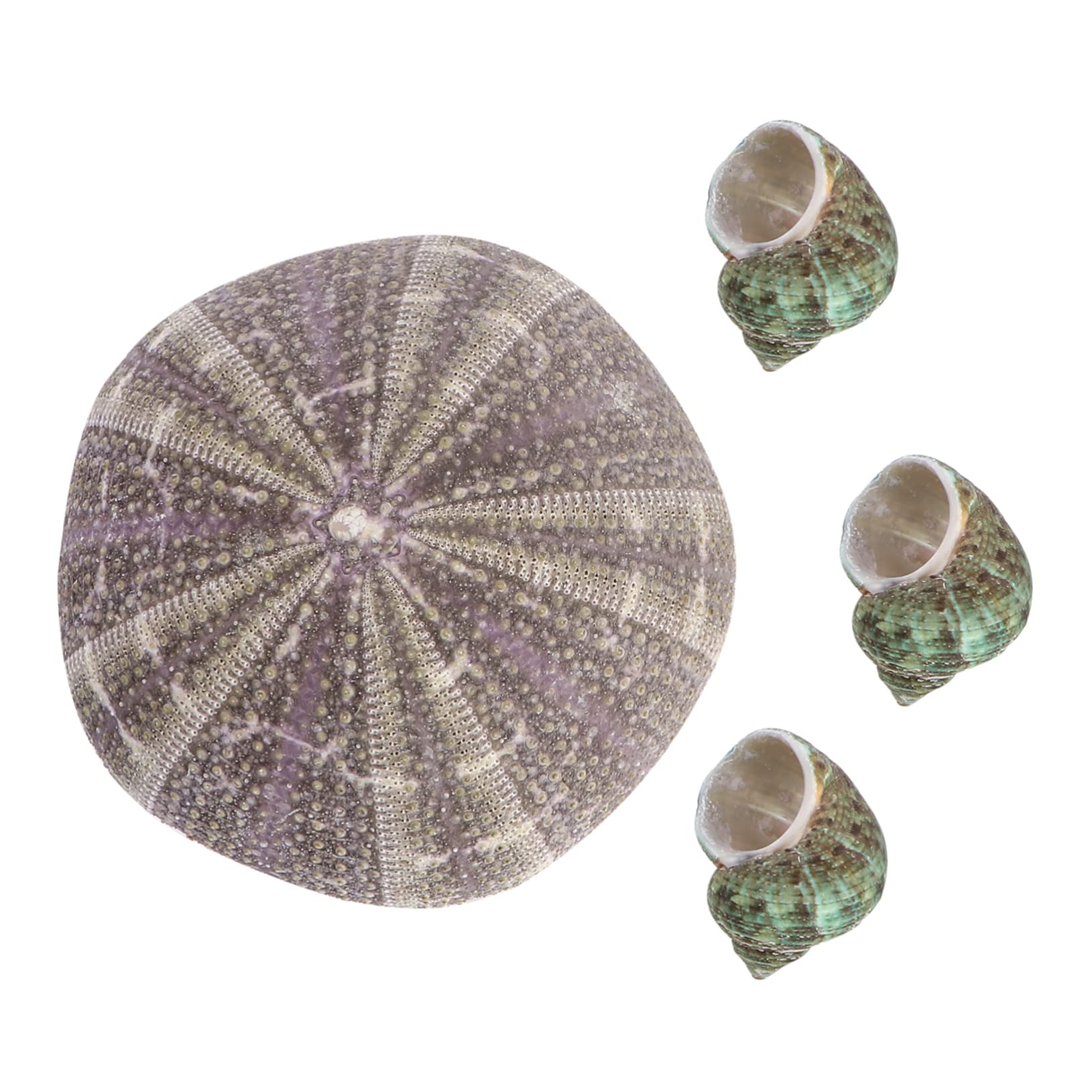 DOITOOL 4pcs Crawlers Sea Urchin Landscaping Decor Ornament Spiral Shell Beads Natural Cone Snails Ocean Beach Bead Aquarium Landscaping Natural Shell Craft Green Cone Snail