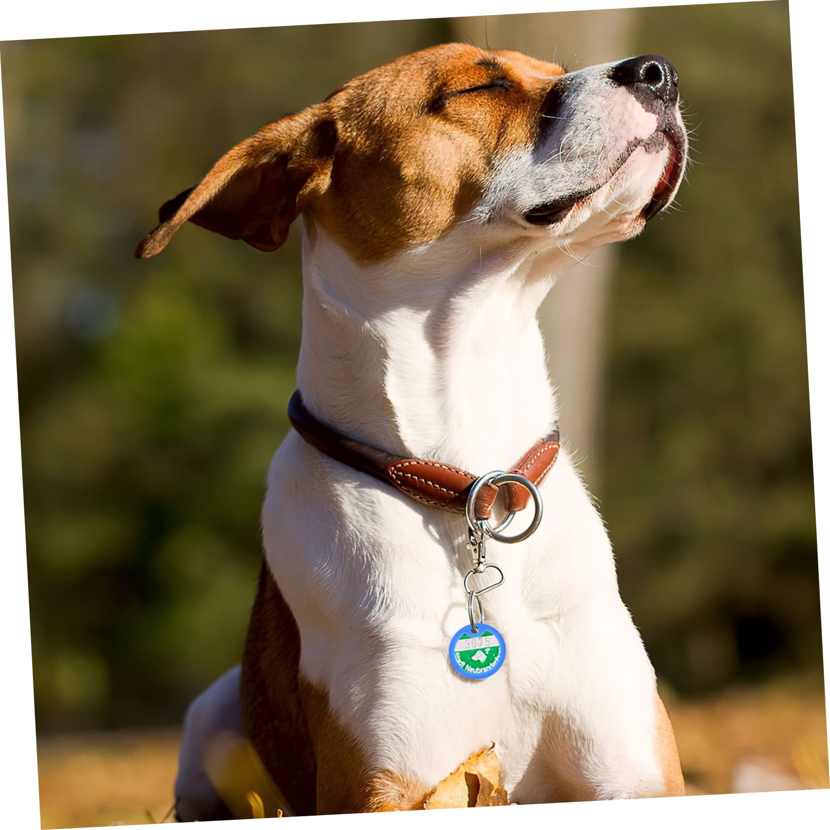 SUPVOX 75pezzi Anelli Silenziosi Per Medagliette Per Cani Accessori Per Collari Comfort e Sicurezza Per Tuoi Animali Domestici