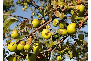 30pcs New Fresh Crab Apple Fruit Seeds Generic