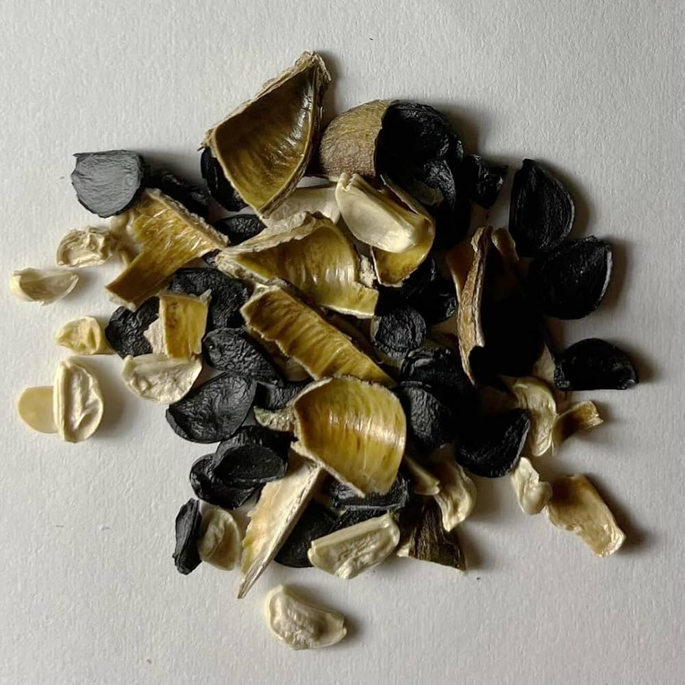 Amazon.co.jp: 【種子】アガベ マッケルベヤナ × ユタエンシス