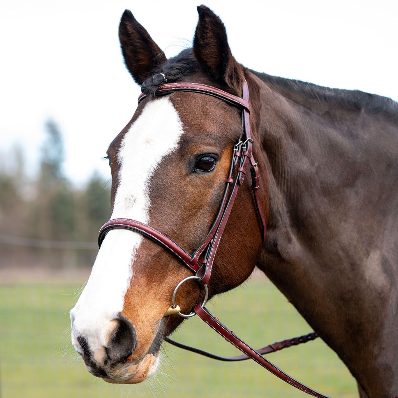 Grewal Equestrian Spanish Bay Round Raised Hunter Leather Bridle, English Horse Tack (Cherry, Oversize)