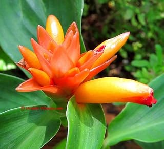 50+ Seeds Plant Costus Curvibracteatus Tulip Orange Seeds Plant - Perfect for Planting and Gifting