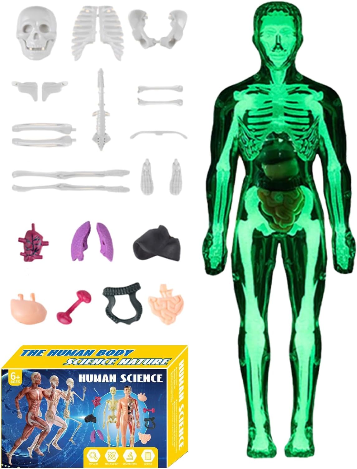 3D Human Anatomy Model - Life-Size Educational Torso with Removable Organs for Interactive Learning, Anatomical Science Kit with Detailed Parts for Students, Teachers, Home, Classroom, Homeschooling