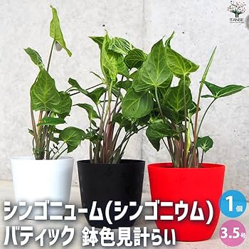 白斑入り　シンゴニウム　抜き苗　観葉植物　シンゴニューム　限定品！ 楽天市場】斑入り シンゴニウム シュリンクハート 3〜3.5号