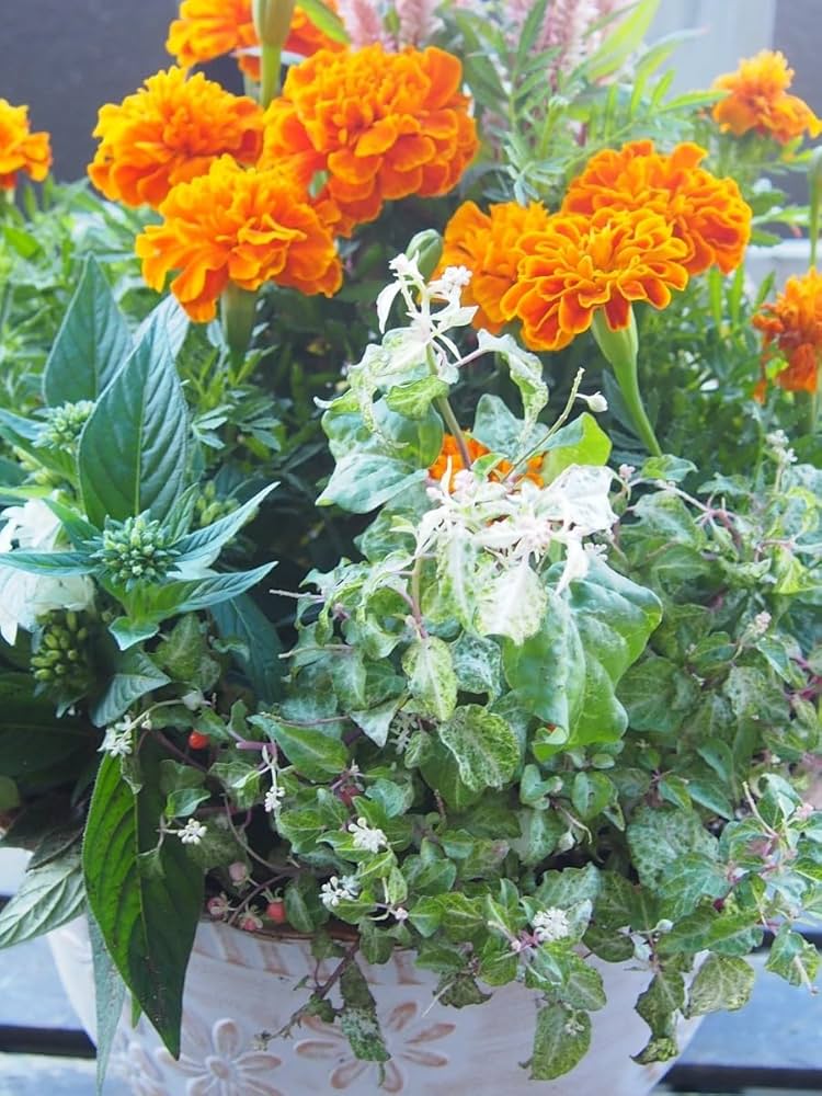 Amazon｜寄せ植えフラワーポットにマリーゴールド、斑入り