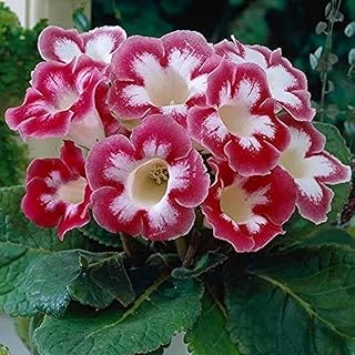 Cebollas Gloxinia, Plantas perennes, Atraer mariposas y colibríes, Decoración del hogar, Plantas tropicales,-3 bulbos-J