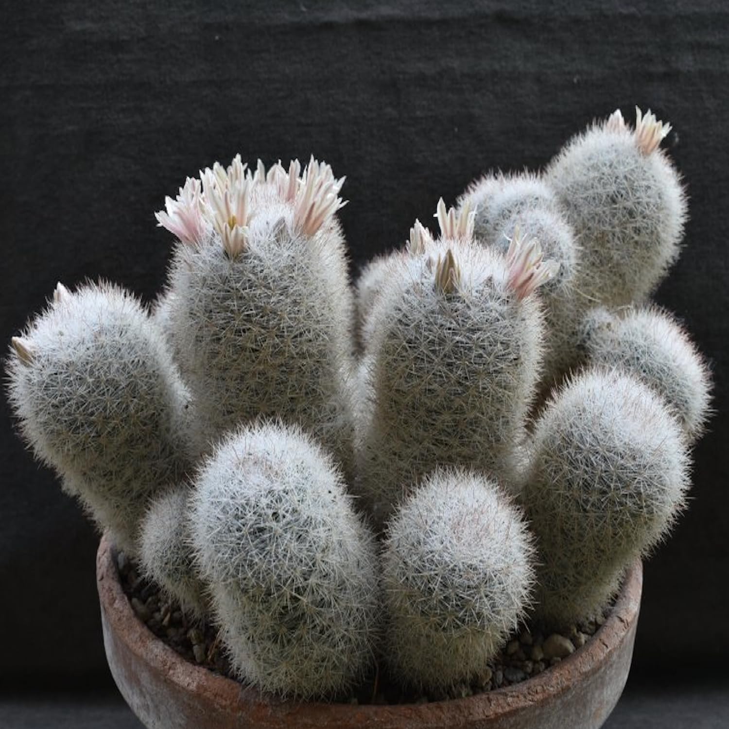 Amazon.com : Snowball Cactus (Mammillaria Candida) - Live Plant - Snowy  White Spines - Pale Pink or Yellow Flowers : Patio, Lawn & Garden