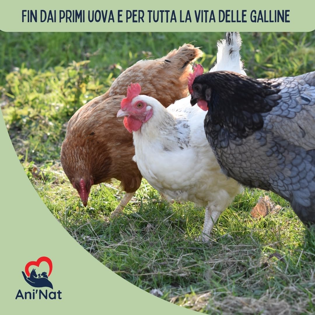 Ani'Nat Mangime per galline ovaiole senza OGM – Con oli essenziali – Miscela grossolanamente macinata – Nutrizione completa per deposizione e vitalità delle galline (5kg)