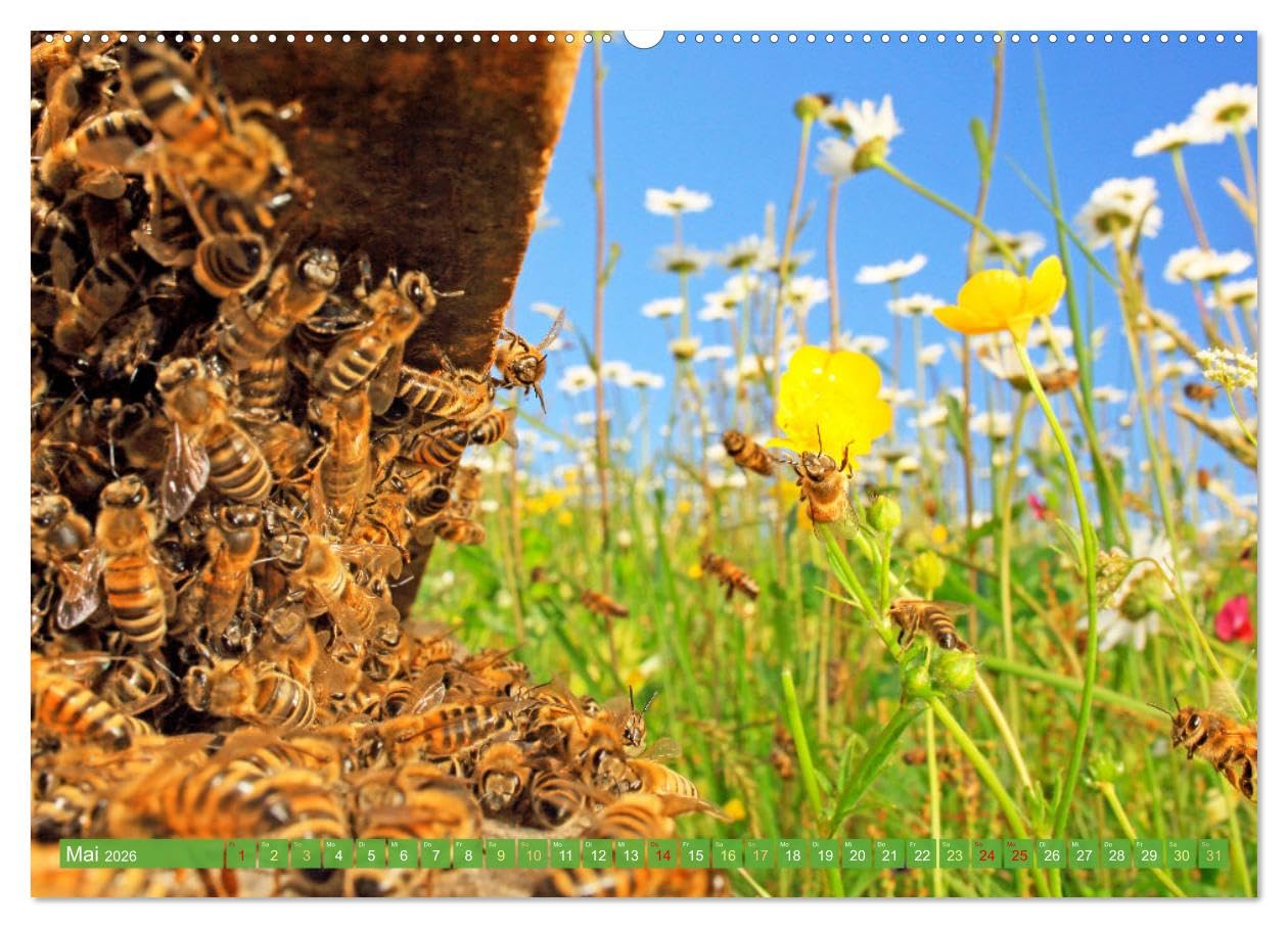 Der Imker: Leidenschaft für die Bienen (hochwertiger Premium Wandkalender 2026 DIN A2 quer), Kunstdruck in Hochglanz: Die fleißigen Bienen: Blumes Liebling im Garten (CALVENDO Tiere)