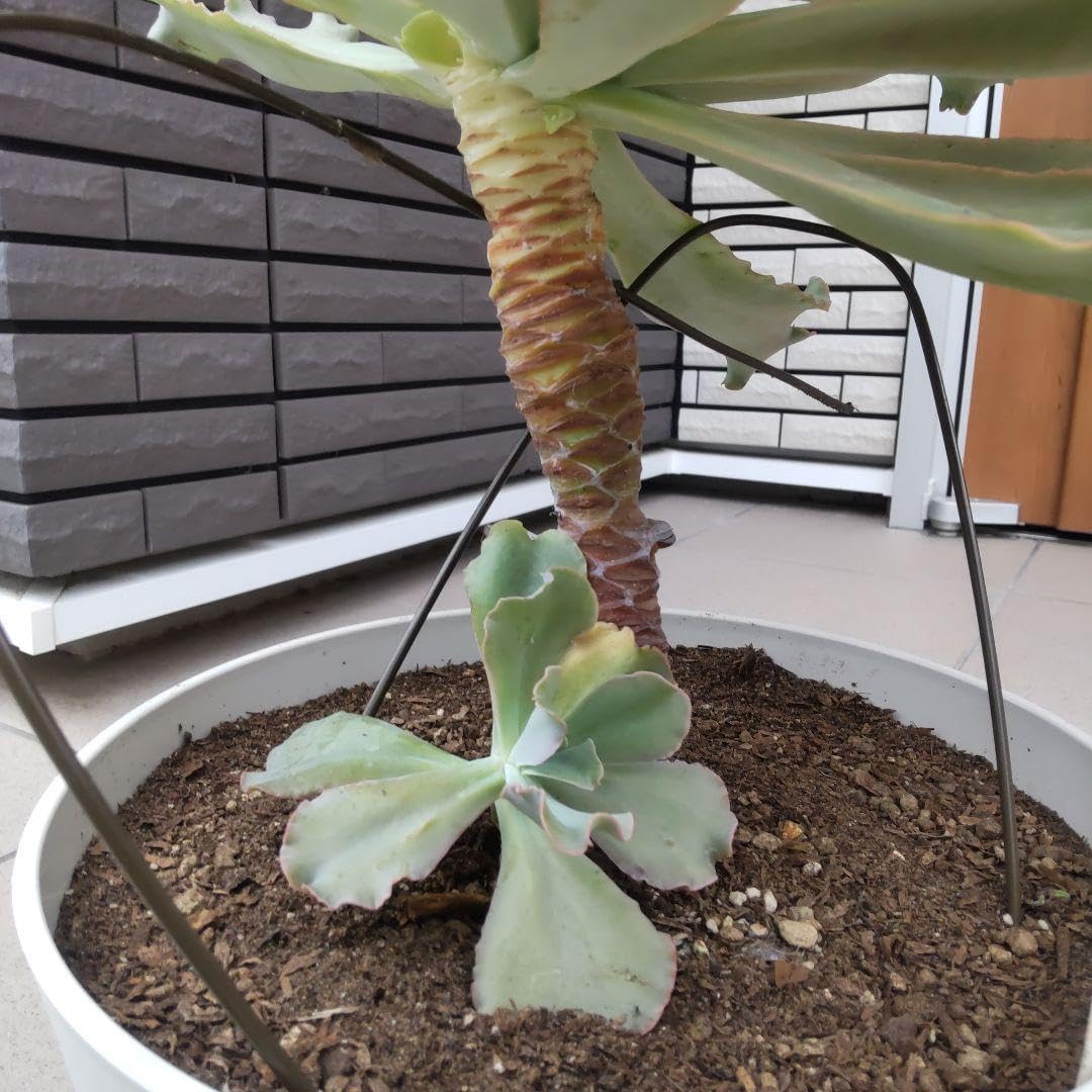 Top多肉植物 25761タカサゴノオキナ 10個 鉢無し/脱土 : 特大 多肉植物