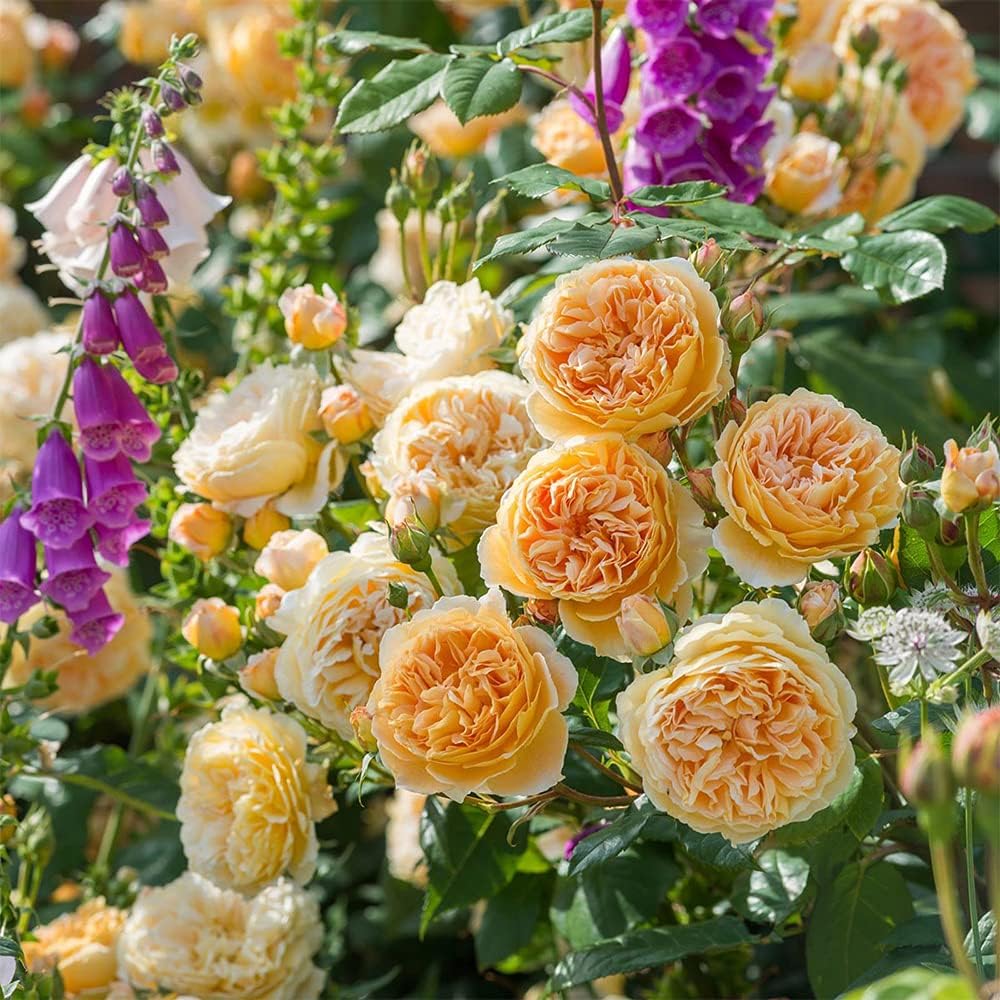 Heirloom Roses David Austin Rose Plant - Crown Princess Margareta® Orange Apricot Rose Bush, Live Plant for Planting Outdoors