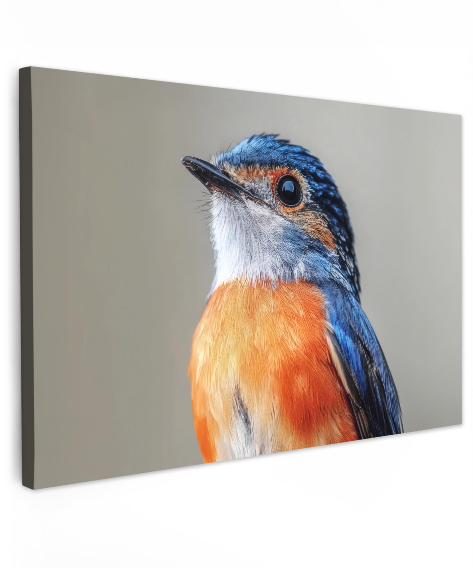MuchoWow© Canvas Wall Art 24"x16" / 60x40 cm Decor Paintings Print framed on Canvas Pictures for Hallway Colorful - Birdie - Blue - Feathers