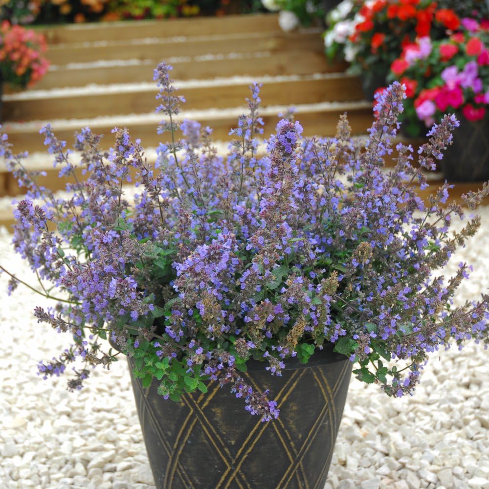 Nepeta x faassenii Catmint – Hardy Perennial with Mauve-Purple Flowers, Aromatic Foliage | Ideal for Sunny Borders & Wildlife Gardens - 2X 1 Litre Potted Plant by Thompson & Morgan