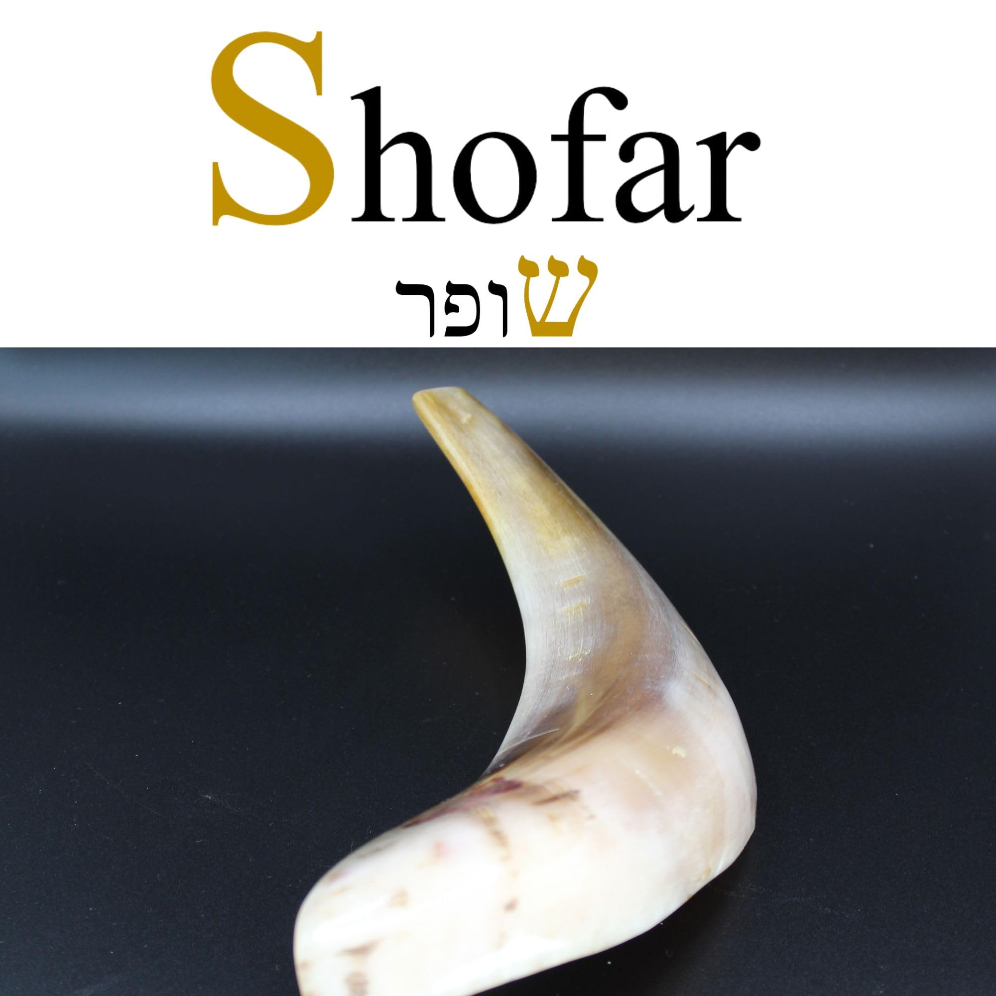 SHOFAR - Shofar Corne naturelle juive casher - Cornet hébraïque original beige à souffler - Poli, mysticisme et rituels - Mistiqa Kabalah & Judaïque - Articles juifs