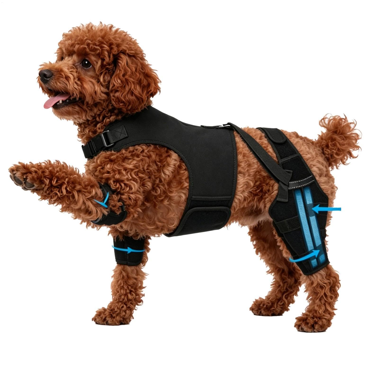 Attelle pour patte arrière de chien senior pour soulager les faiblesses de marche