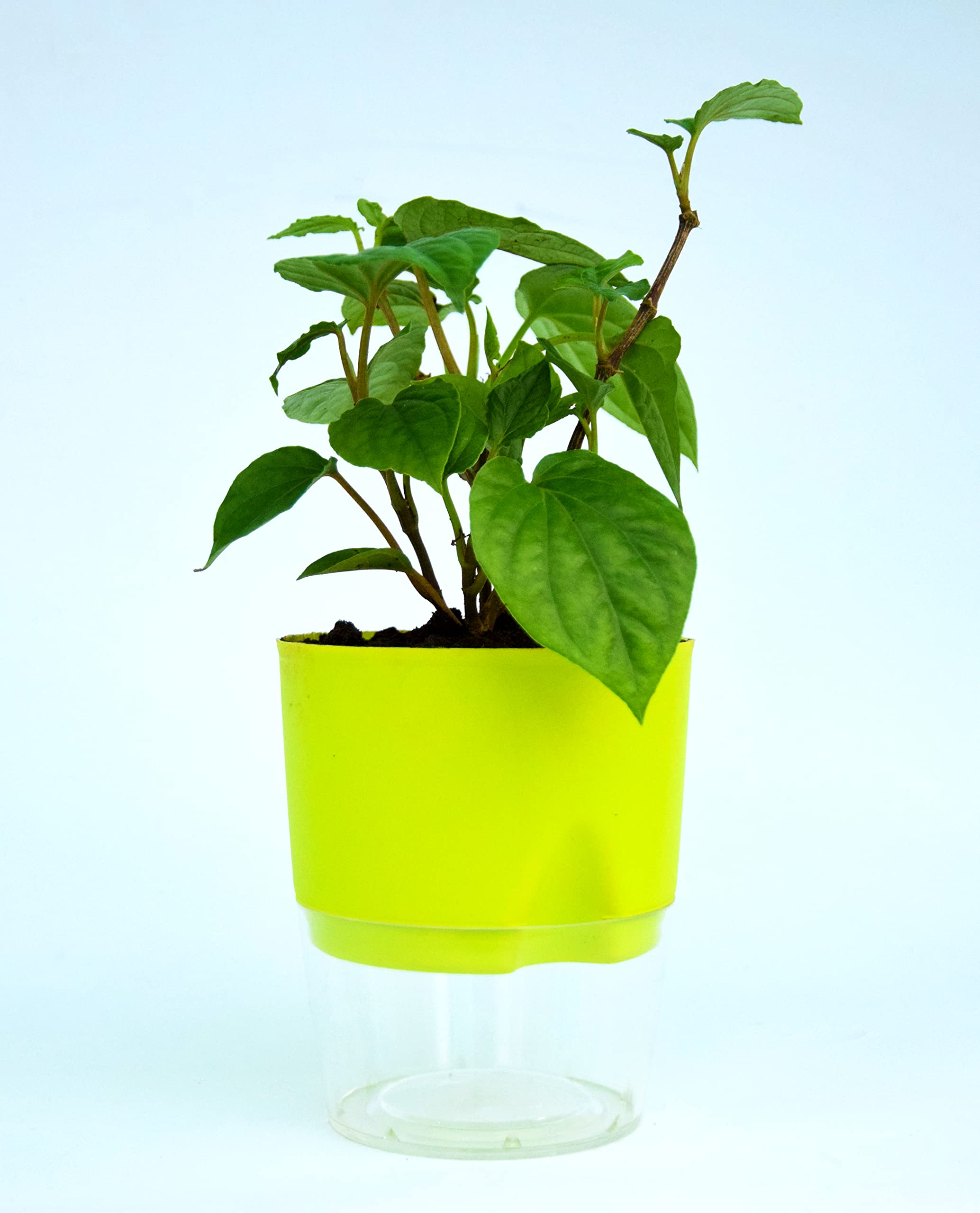India Gardening Betel Leaf Magai Pan Plant Air purifying plant With Self Watering Glass Pot (B0BT1VP6F3) Amazon Price History, Amazon Price Tracker