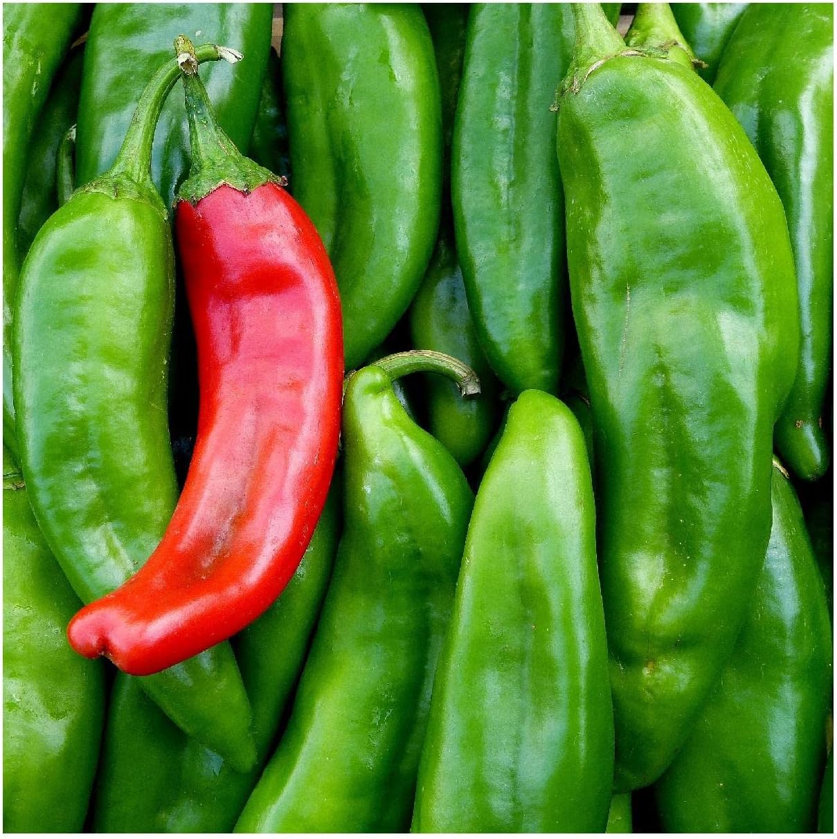 Everwilde Farms - 1 Oz Organic Anaheim Chile Hot Pepper Seeds - Gold Vault Packet