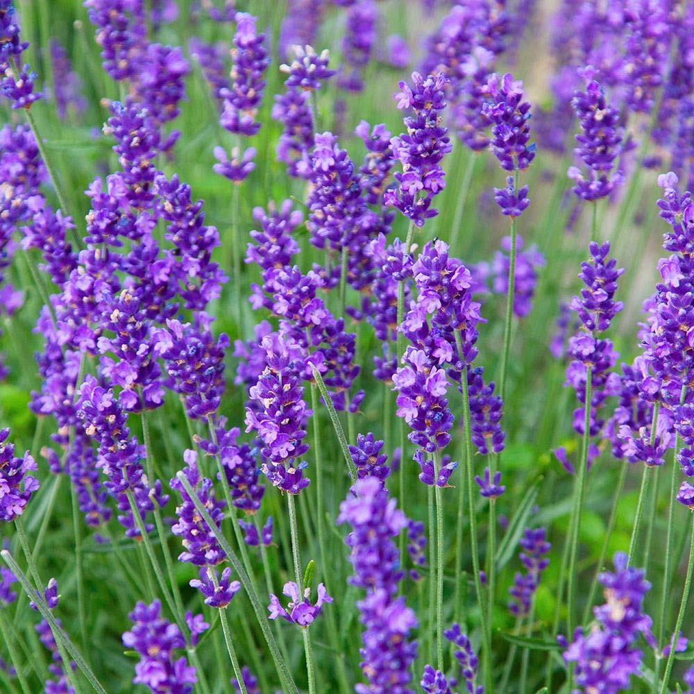Greenwood Nursery Munstead Lavender (Qty 2)