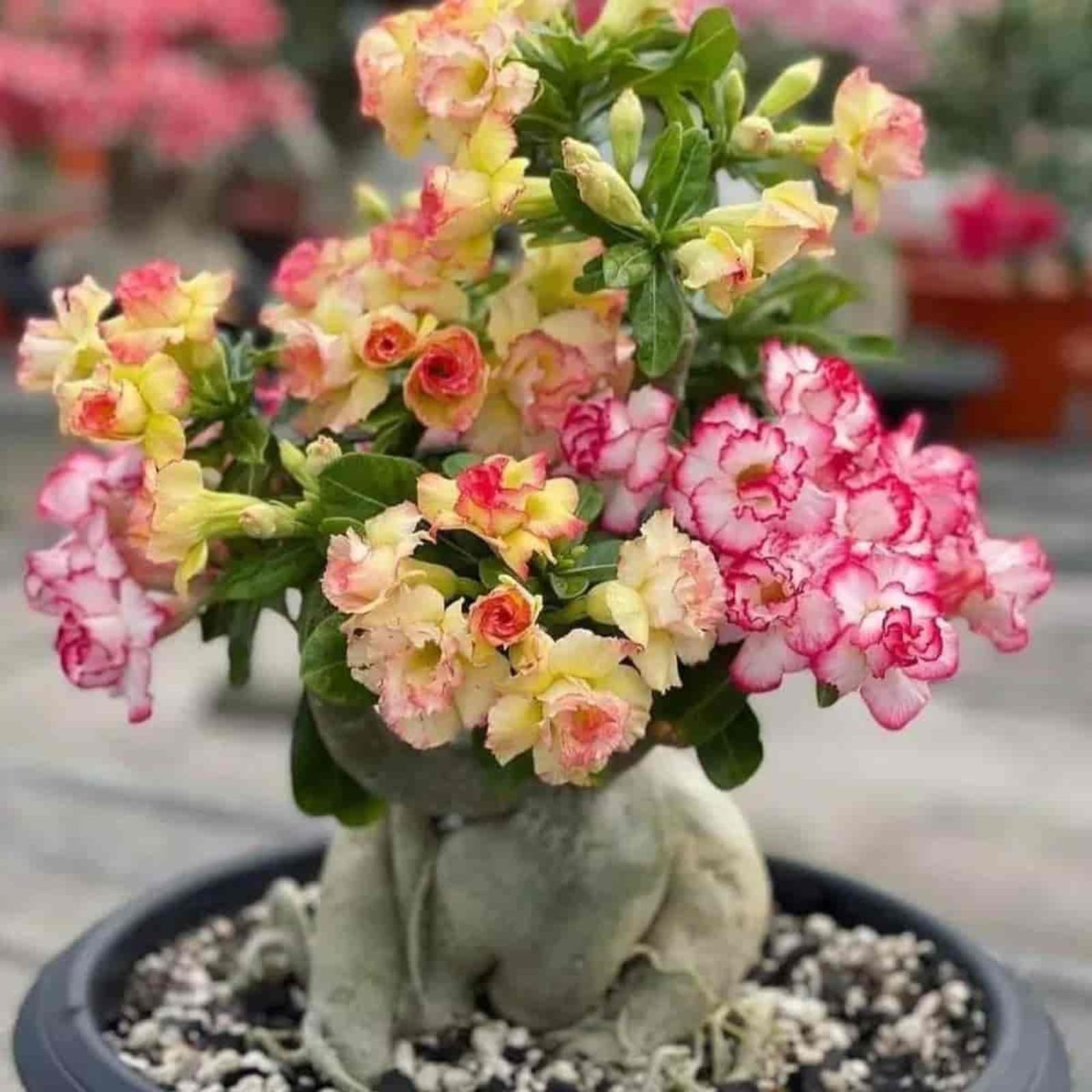 Wstenrose zwiebeln,winterharte mehrjhrig,Wstenrose Bonsai,WStenrose  pflanze winterhart,wstenrose Pflanze Knolle,wstenrose zimmerpflanze,adenium  pflanze,desert rose plant.-3 zwiebeln-I : Amazon.de: Garten