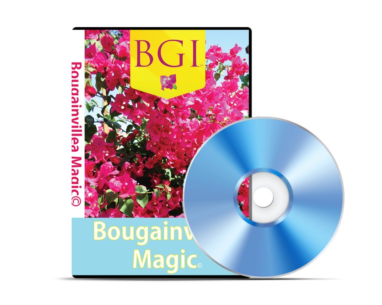 Bougainvillea Magic DVD