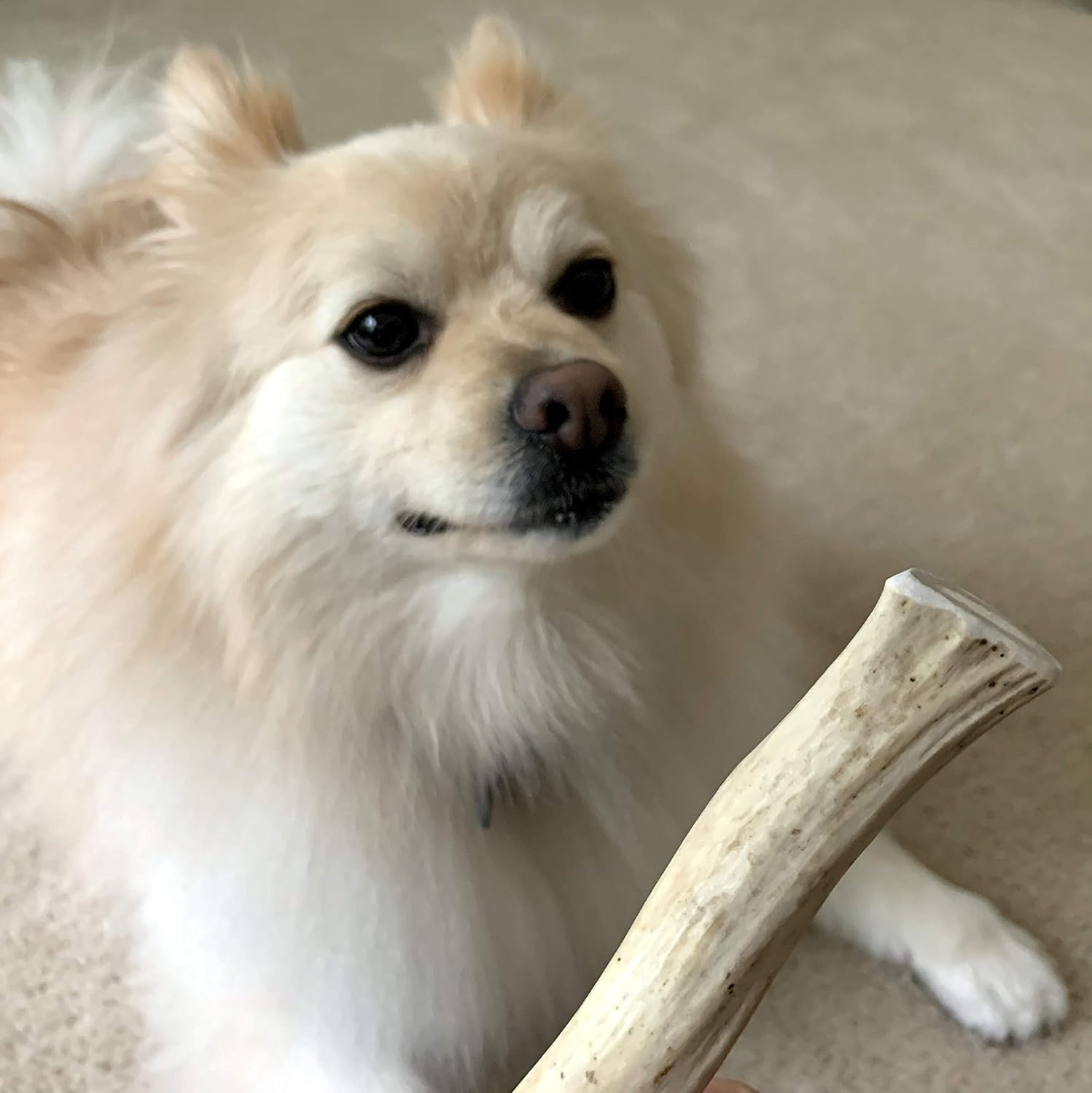 Perfect Pet Chews Deer Antler Dog Chew - Grade A, All Natural, Organic, and Long Lasting Treats - Made from Naturally Shed Antlers in The USA (D. Medium - Dog Weight 20–40 Lbs, 2 - Pack)