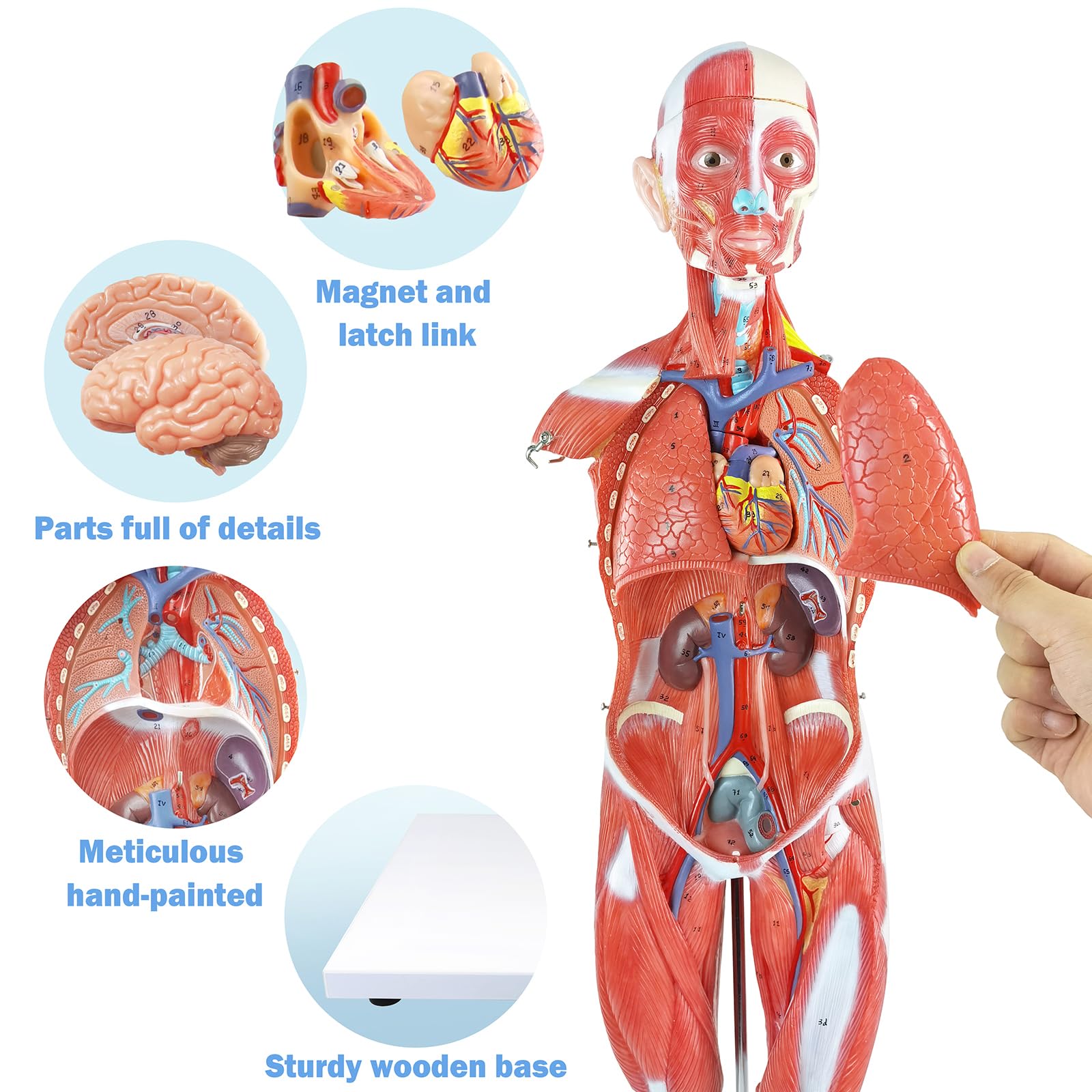 Buy Anatomical Model Female Pelvis Skeletal Model Anatomical Model Medical Anatomical Life Size Replica Of Human Anatomy For Science Classroom Study Display Teaching Medical Model - View #5