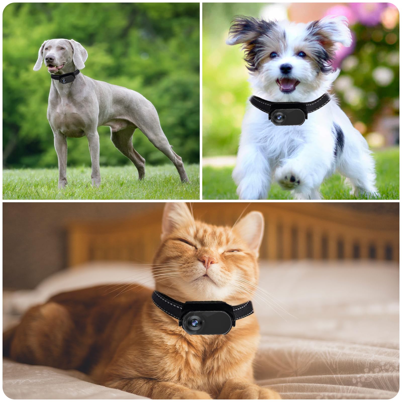 Collar para mascotas, cámara HD 1080P para gatos, con tarjeta SD de 32 GB, grabación de vídeo, cámara deportiva magnética ajustable para actividades al aire libre/interior (negro)