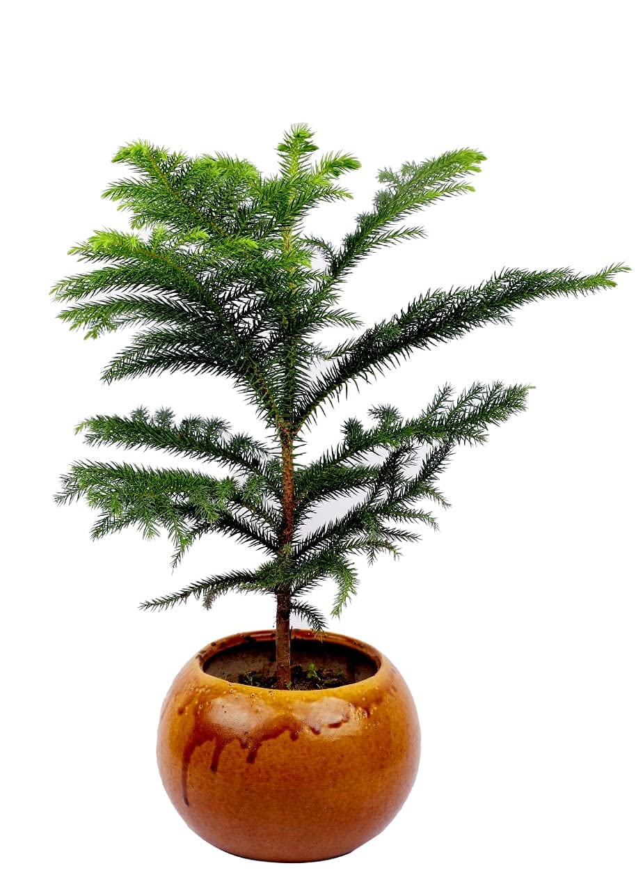 Buy Oodlesfly Christmas Tree Live Christmas Tree Xmas Tree for