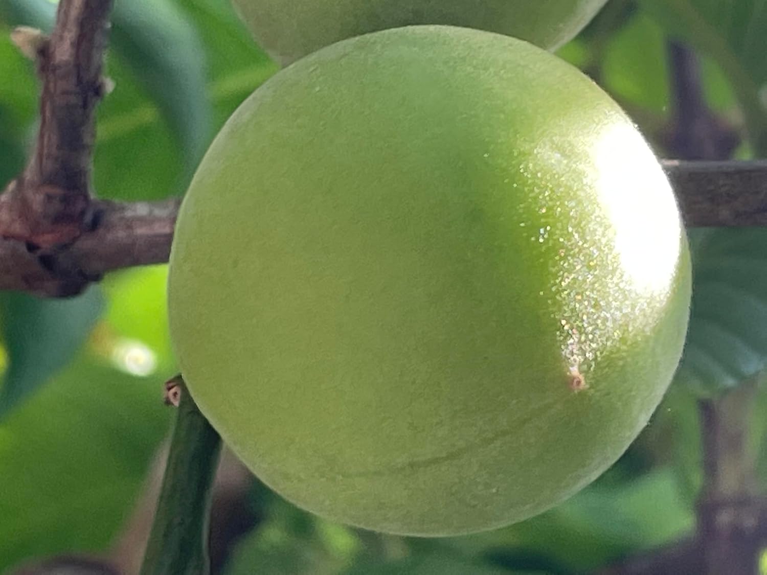 1 Japanese Ume Fruit Tree, or Plum Fruit Tree App 20"