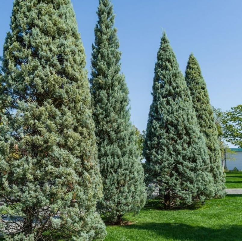 20 Carolina Sapphire Arizona Cypress Trees - 6-12" Tall Live Plants - Blue Cypress Evergreen Starter Plants - Cupressus arizonica VAR. glabra 'Carolina Sapphire' - (20 Pack)
