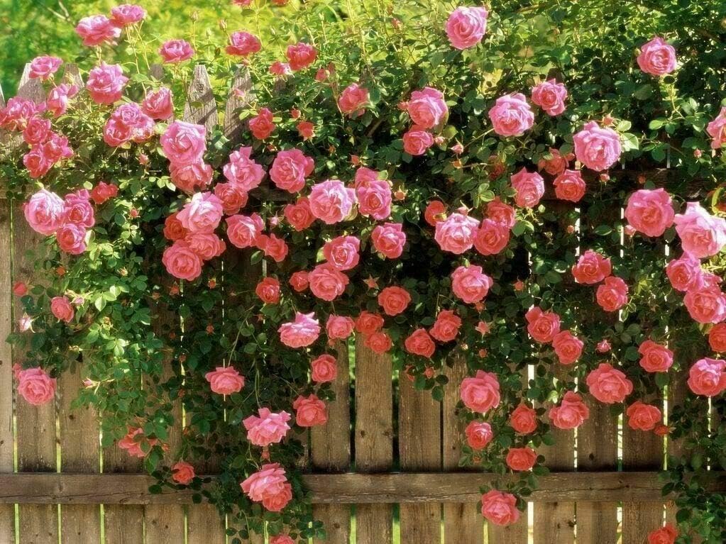 See full amazon price history chart for Greenursery Climbers Rose Best Flower Gardening for Home Decorative Wall Climbing Flowers Plant (Climbing Rose Plant, Pack of 1, 4 Inch Pot) Greenursery Climbers Rose Best Flower Gardening for Home Decorative Wall Climbing Flowers Plant (Climbing Rose Plant, Pack of 1, 4 Inch Pot) (B0CRGYVTTF) Amazon Price History, Amazon Price Tracker