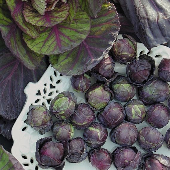 100+ Seeds Rosella Brussels Sprouts Cabbage - Vegetable Purple