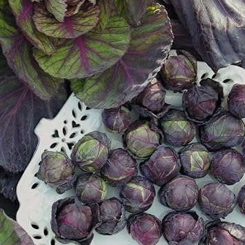 100+ Seeds Rosella Brussels Sprouts Cabbage - Vegetable Purple