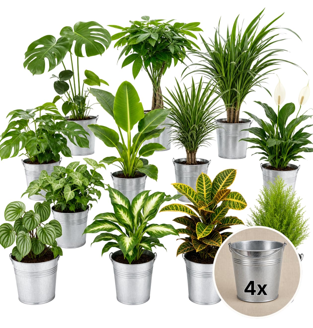 Pflanzenüberraschung | +/- 40-70cm | ø 12-15cm Topf | Pflanzen für Wohnung und Büro oder Outdoor