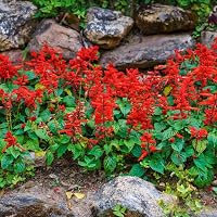 Outsidepride Salvia Coccinea Scarlet Sage Seeds for Planting - 5 Lbs. Perennial, Heat-Tolerant Wildflower Seeds w/Red Blooms, Attracts Hummingbirds & Butterflies for Pollinator-Friendly Gardens