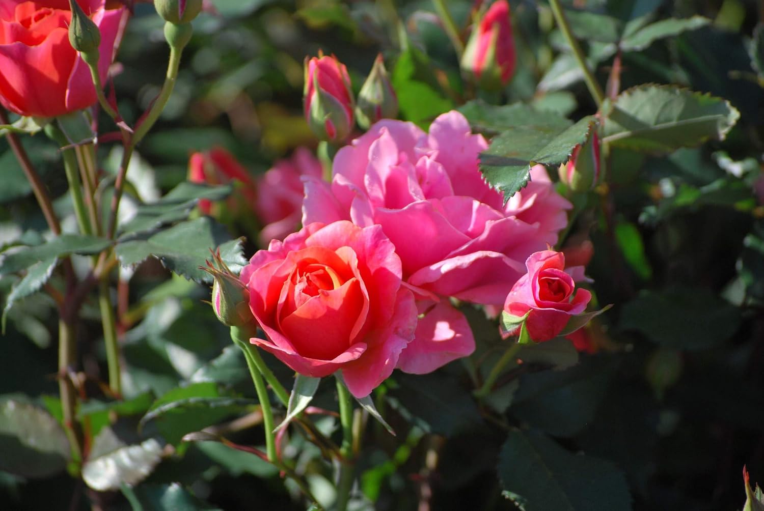 Perennial Farm Marketplace (Coral Knockout Rose) Flowering Shrub, Size-#3 Container, Pinkish-Orange Colored Blooms